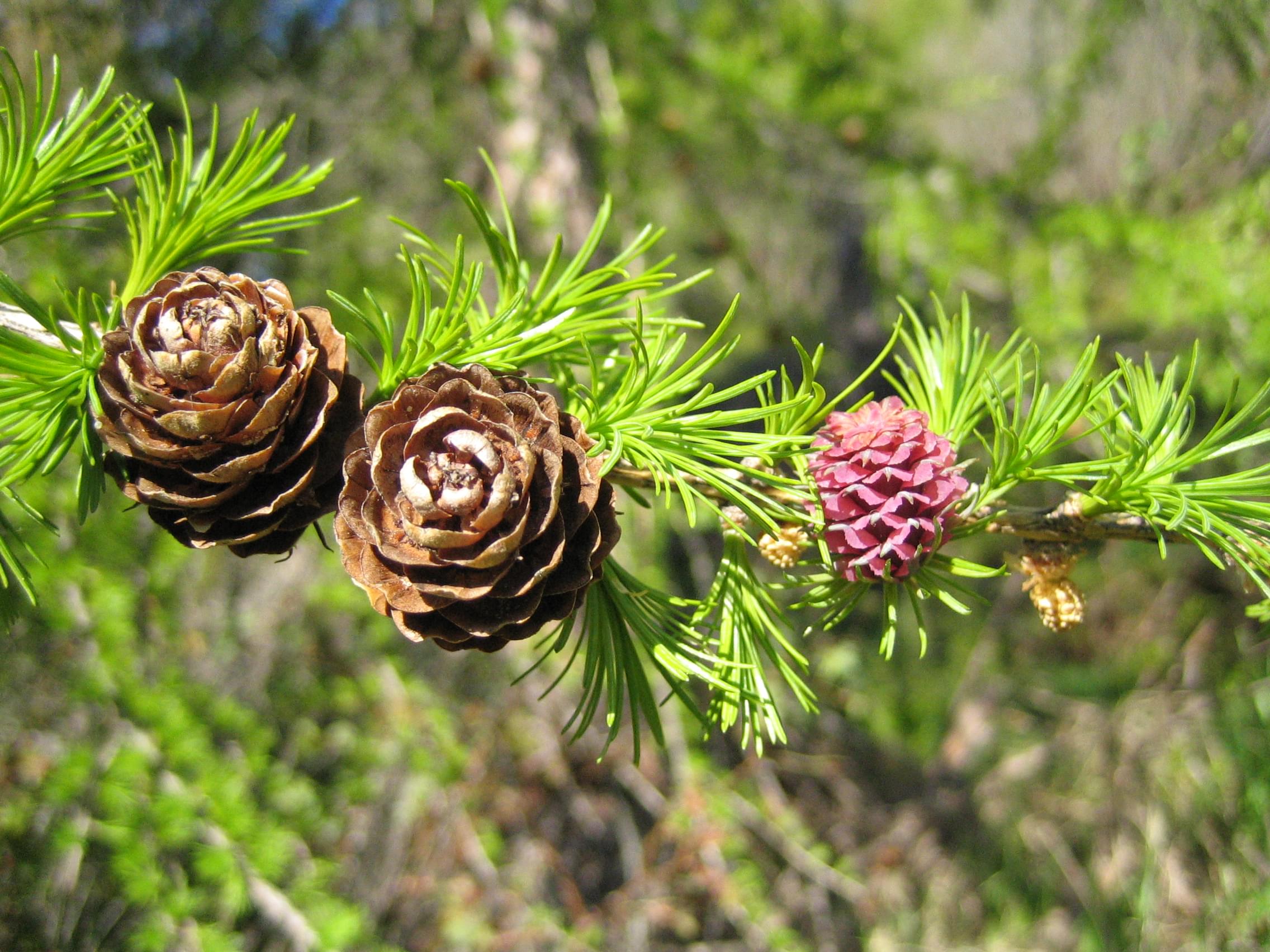 Fleur de mélèze