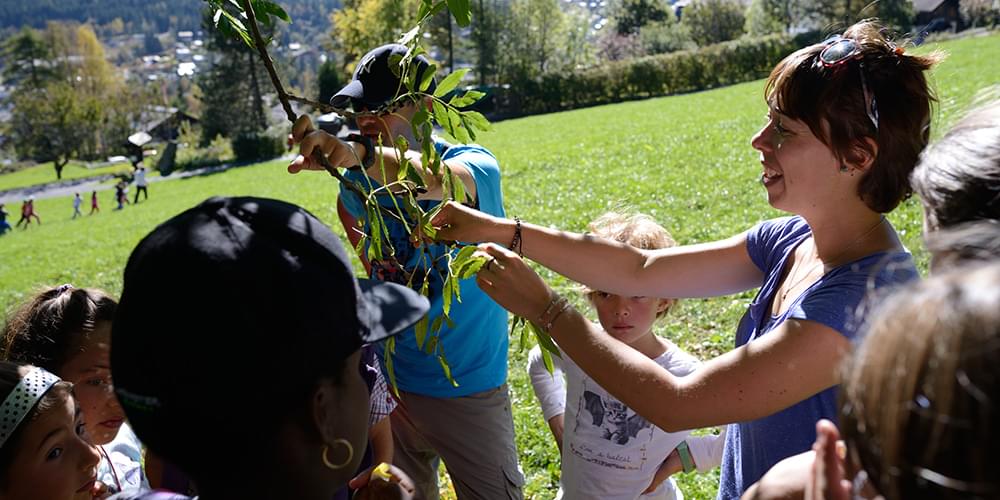 Observation d’un frêne commun dans le cadre du programme de science participative Phénoclim